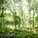 Eco Spine Park Azalea Garden © West 8 urban design & landscape architecture