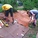 Digging through the cardboard. It rained that morning which helped make the cardboard easier to cut through. 