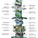 Arup's proposed 