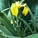 Ruth Hadnot