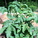 The tomatoes in the raised vegetable beds are doing great.