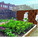 HONORABLE MENTION: BEEHIVE HIGHRISE, Julie Shell