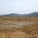 Saline water infested rice field
