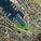 Master plan (Image: Kubota & Bachmann Architects)