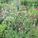 Amy Seek