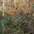 Fall color in the bioretention beds