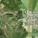 Aerial view of the area (Image: CEBRA)