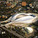 Zaha Hadid Architects (Image: Japan Sport Council)