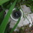 Piezometer installed in greywater bed