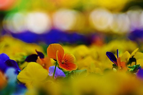 Very pleased with my photos of Old Town (Chicago) from this morning. Crazy awesome flower bokeh.