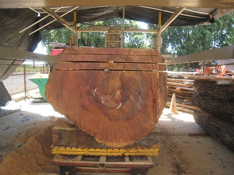 Reclaimed Elm tree transformation