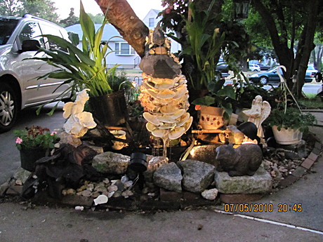 Water Garden and landscaping