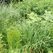 Verdant Gardens Design