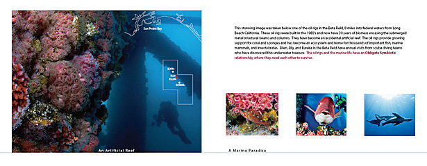 Ellen and Elly have become artificial reefs providing a habitat for millions of marine organisms. 