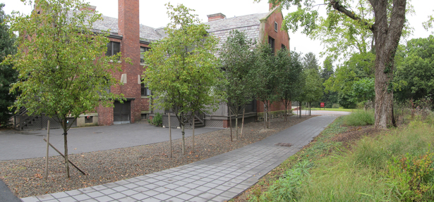 Walkway & Tree Allee