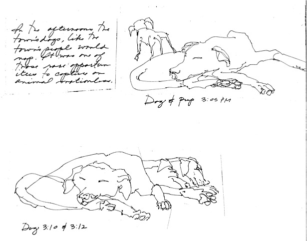 Canine Siesta