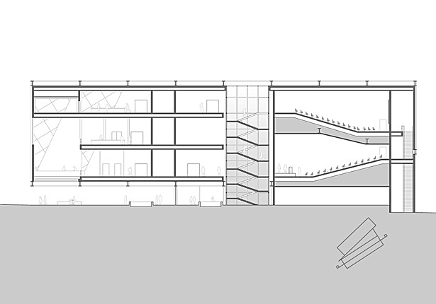 Longitudinal Section