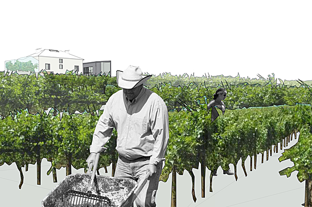 vineyards on the eastern slope