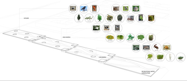 These are the plants that correspond with the different levels of the system.