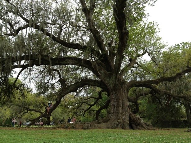 NOLA Tree of Life