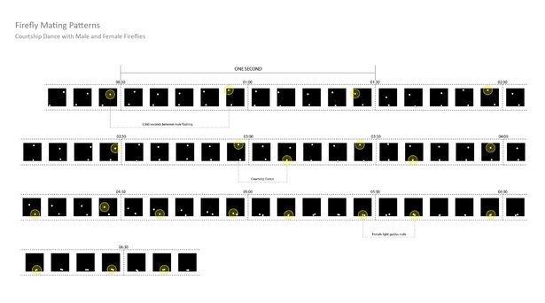 Drawings developed from research of John and Elisabeth Buck that describes the mating patterns of fireflies.