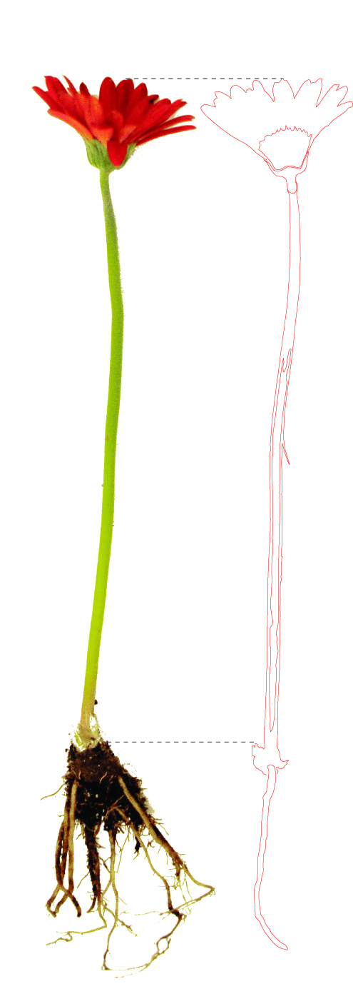 Formal Analysis