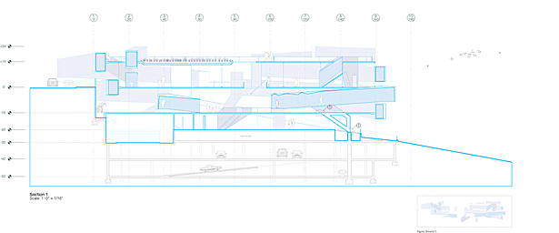 Longitudinal Section