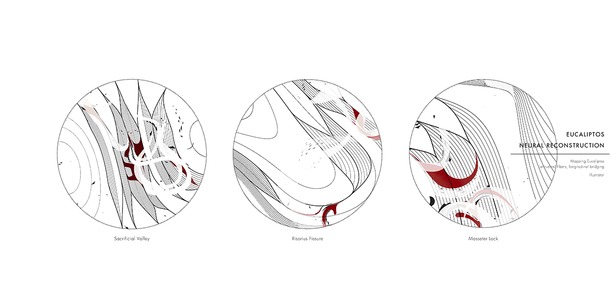 Mapping Eucaliptos: Paint by Numbers