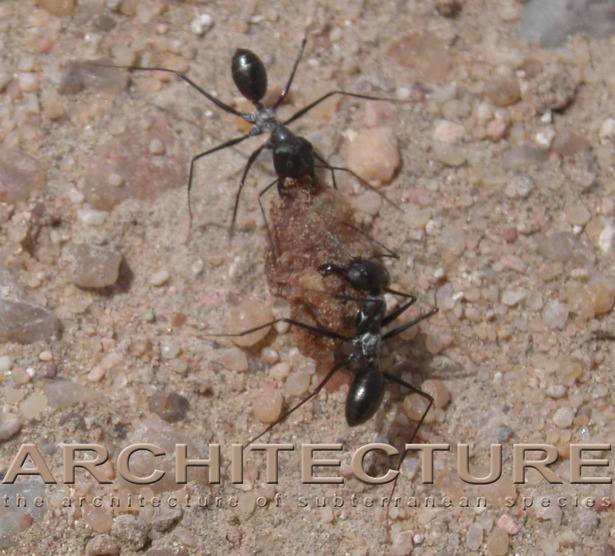 This is team work or Nested Within - a group of two or more organisms who perform some work related tasks
