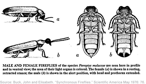 Image from research by John and Elisabeth Buck