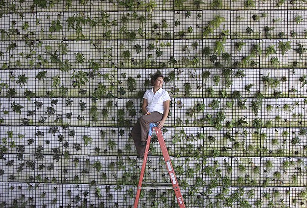 The Green Building Green Wall