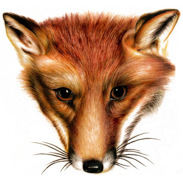 This piece was drawn using colored pencils on vellum paper.