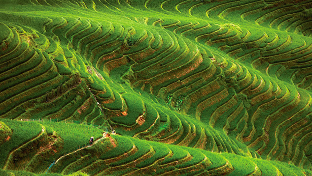 Concept Design Rice Field