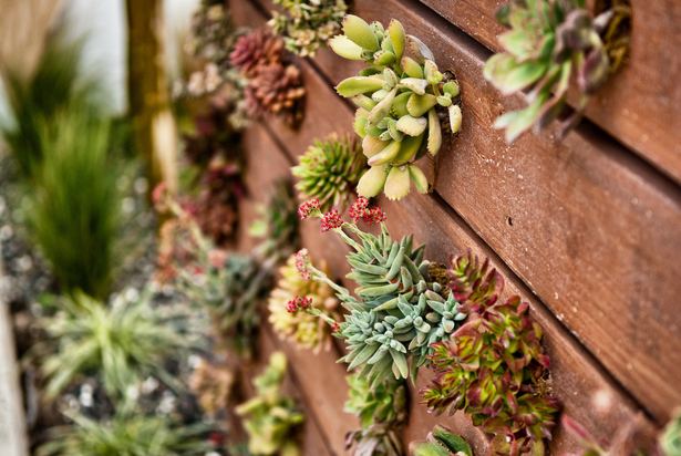 Vertical garden separation wall