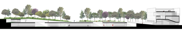 Longitudinal Section