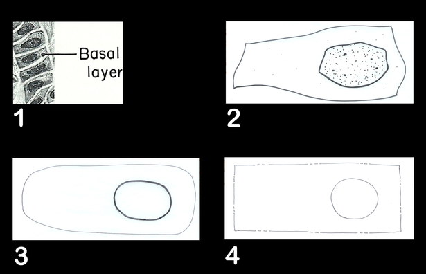 1-Basal Layer, 2-single Basal Cell, 3-transformation, 4-property boundary association. The bubble would indicate where the building structure would like to be.
