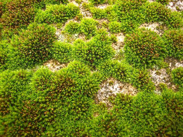 Non-vascular plant life