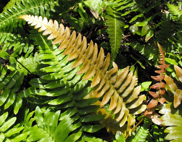 Autumn fern