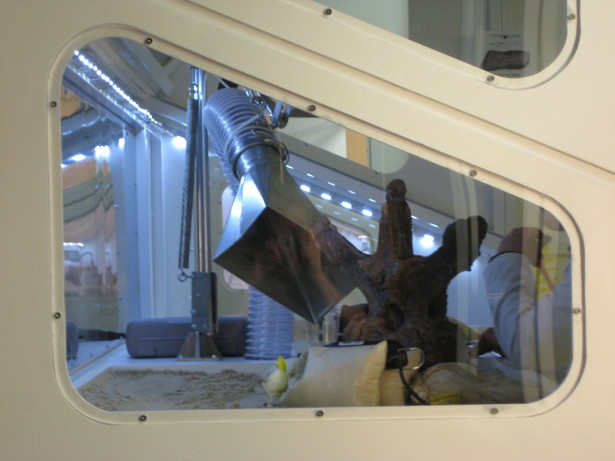 Side Window
