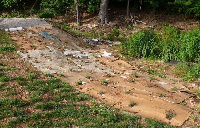 Swale in May, just after plugging with grasses...