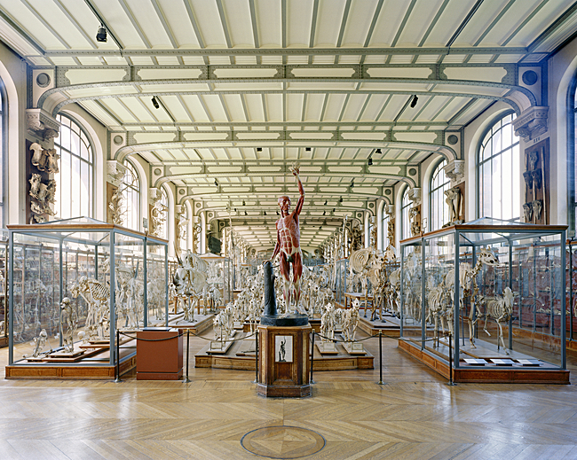 Richard Barnes, Flayed Man, Museum of Comparative Anatomy, Paris, 2005