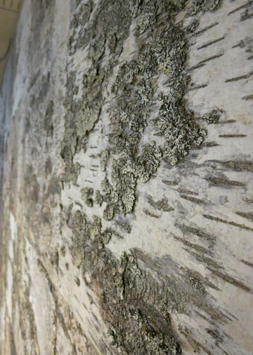 Detail of birch bark wall at Pilke Science Centre