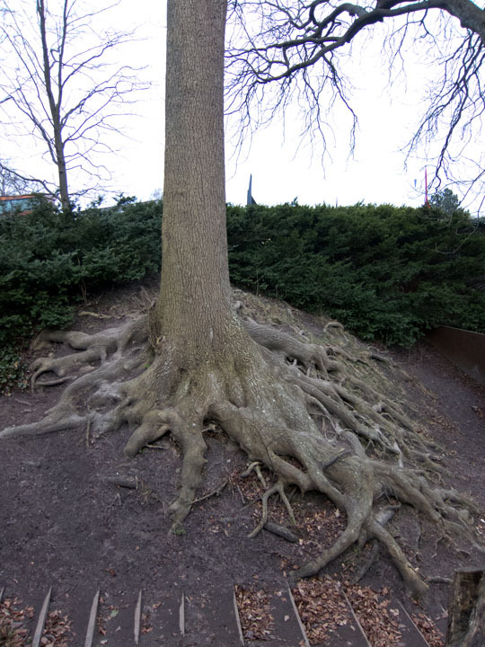 Tree root grasping the hill of the Louisiana Museum