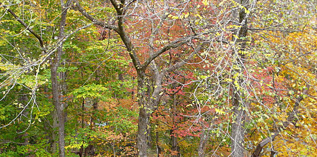 from green to red to orange to yellow