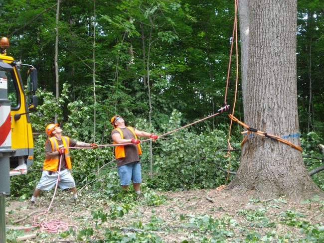 The selected tulip poplar tree was located in a stand of trees sold as timber outside Lapel, Indiana. A crane supported the top of the tree as the loggers rigged the bottom. Courtesy Visiondivision.