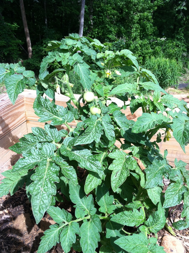 The tomatoes in the raised vegetable beds are doing great.