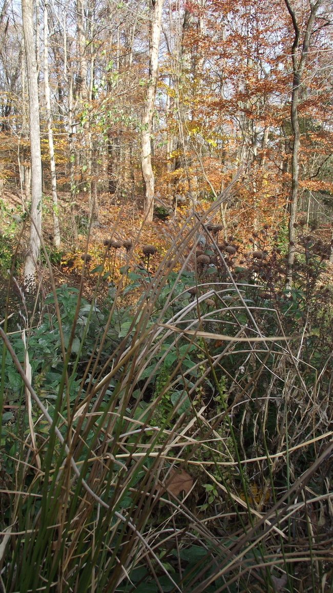 Fall color in the bioretention beds
