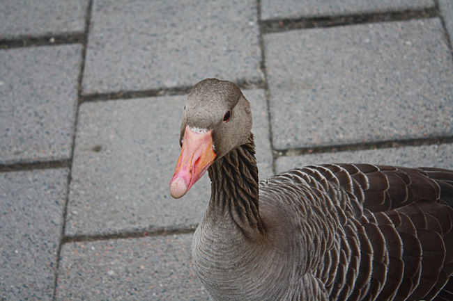 DUCK!
