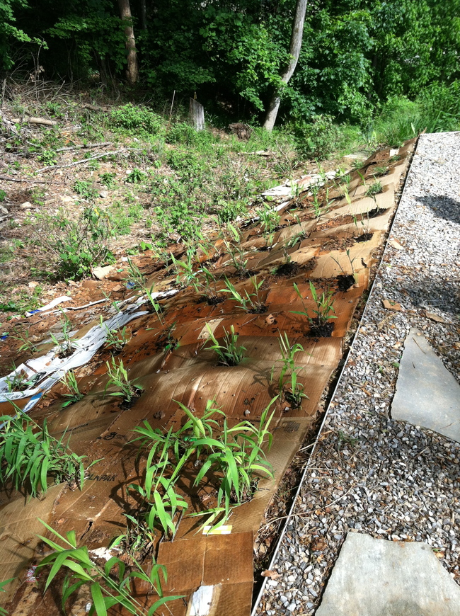 River Oats planted along the shady plinth edge.