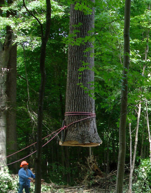 Once cut, the tree swings freely from the crane, and was then lowered onto a truck dolly for transport to the IMA. Courtesy Visiondivision